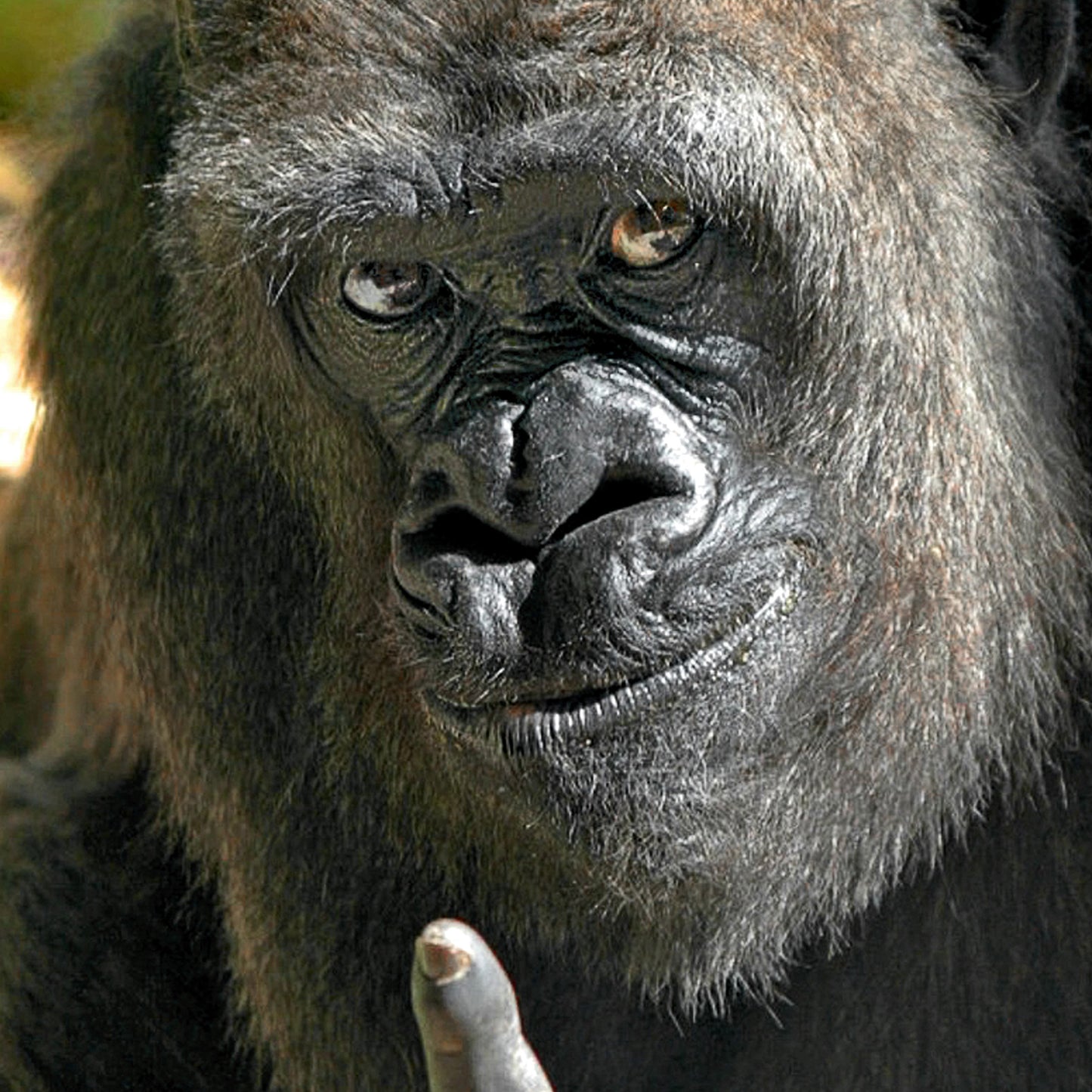 Wifi Gorilla Middle Finger QR Code Prank Stickers - 15 QTY