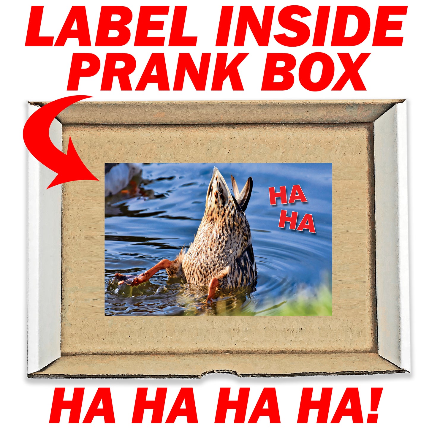 Unsolicited Duck Pic Surprise Funny Prank Mail