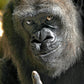 Wifi Gorilla Middle Finger QR Code Prank Stickers - 15 QTY