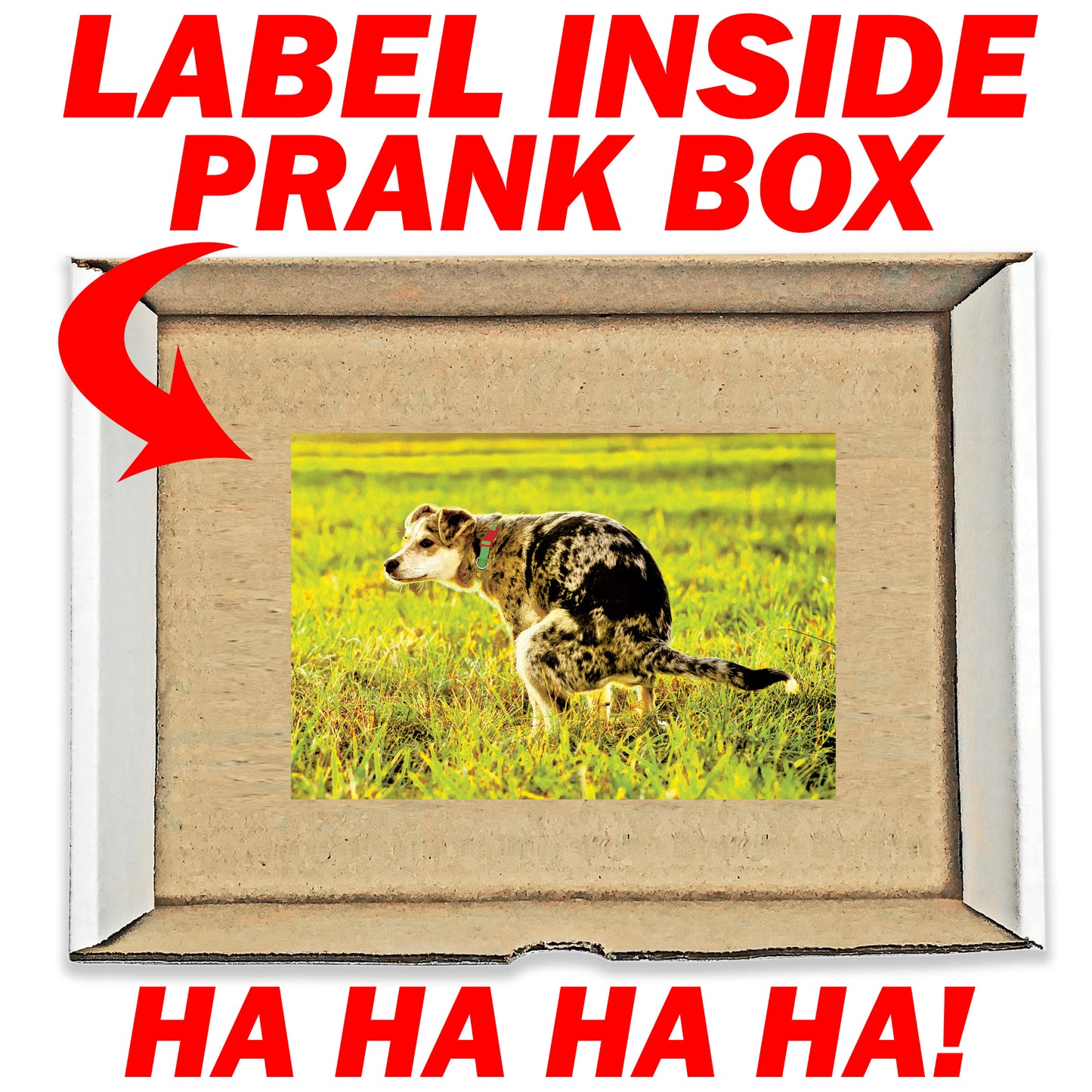 Dog Pooping Surprise Prank Mail